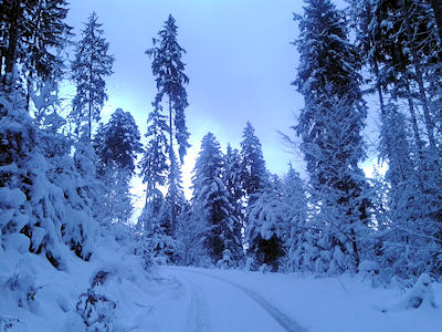 Schwarzwald-Winterlandschaft